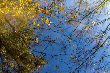 Fototapeta premium Autumn trees reflecting in a calm pond on a sunny morning in Toronto, Ontario