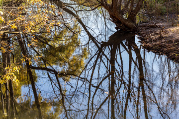 Autumn trees reflecting in a calm pond on a sunny morning in Toronto, Ontario