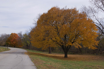 Fototapeta na wymiar Fall Autumn Trees of color