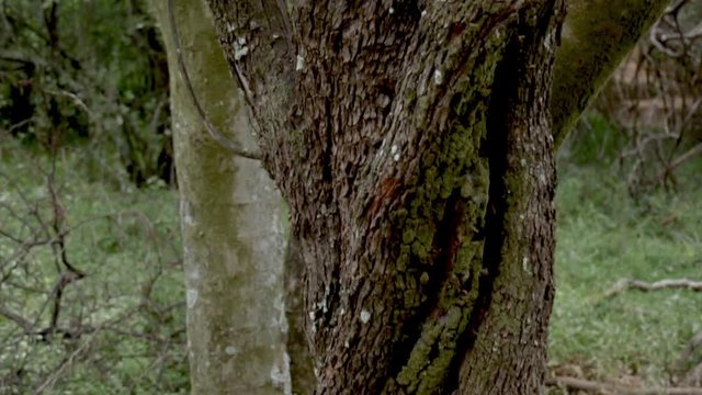 Track along interesting twisted tree trunk into branch leaves