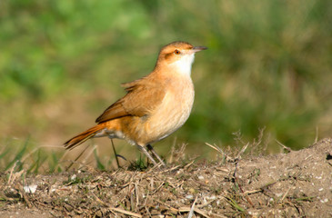 Hoven bird perched on the grass field    