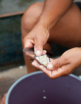 Oyster shucking.