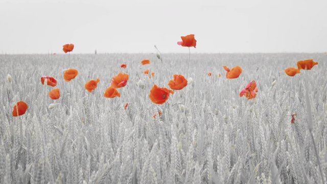Red poppies blowing in the breeze in a field in France, black and white and red