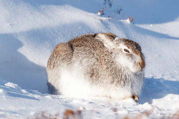 wild mountain Lepus timidus