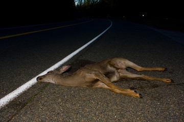 Road Kill