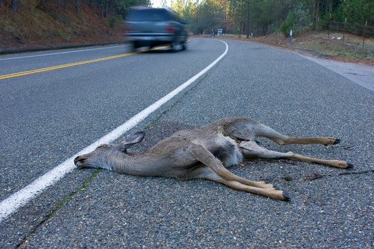 Road Kill
