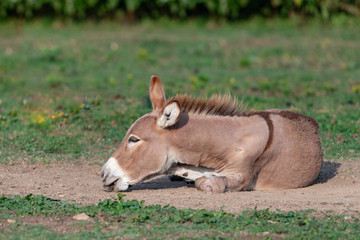 Playful young donkey playing in the dirt with a shallow depth of field and copy space