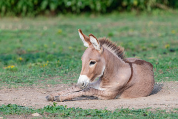 Playful young donkey playing in the dirt with a shallow depth of field and copy space