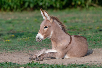 Playful young donkey playing in the dirt with a shallow depth of field and copy space