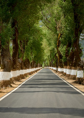 Road between trees