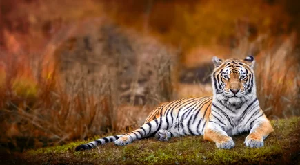Keuken spatwand met foto Bengaalse tijger staart met oranje achtergrond © jdross75