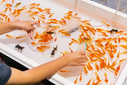 1 815 Best 金魚すくい Images Stock Photos Vectors Adobe Stock