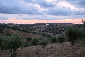 Blue in olive trees field