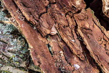 Bark drying out to be used to light the winters fires when the sun goes away and the cold sets in.