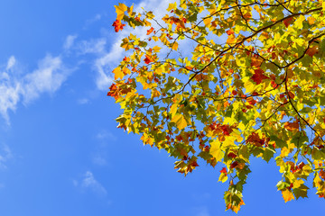 プラタナスの黄葉と青空