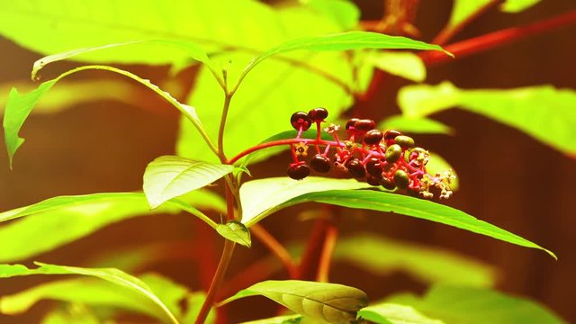 Forest flower closeup in the morning