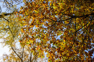 herbstliche Bäume an einem sonnigen Herbsttag mit blauem Himmel