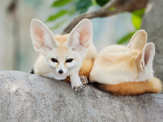 fennec fox, Desert fox, or Vulpes Zerda, alert beautiful small animal.  - obrazy, fototapety, plakaty