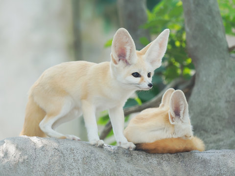 fennec fox, Desert fox, or Vulpes Zerda, alert beautiful small animal. 