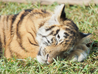 Sleeping cute baby tiger. Small tiger cub, Funny baby tiger on meadow with eyes closed.