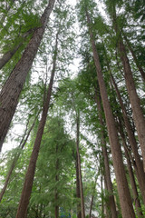 Fototapeta premium Tops of trees, view from the bottom to the top.