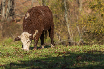Hereford cows roaming free range in woods, with fall colors and sunshine
