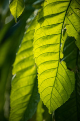 Giant Leaf in South Florida Tropical Garden