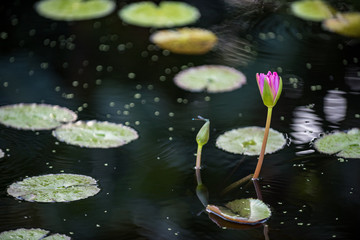 waterlillies in a pond of beautiful water