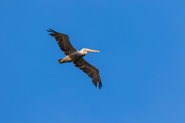 Pelican