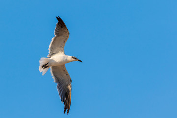 Seagull