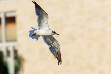 Seagull
