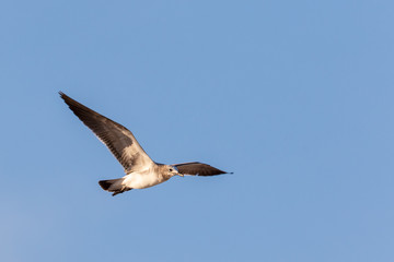 Seagull