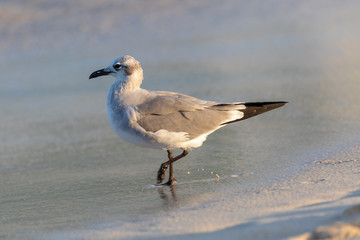 Seagull