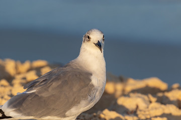 seagull portrait