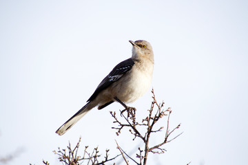 Mockingbird sitting on branch