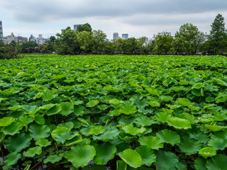 Fototapeta na wymiar Beautiful lakes covert with green plants at Ueno Park Tokyo