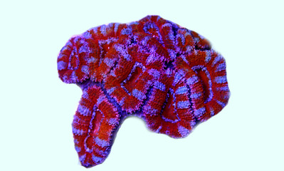Acanthastrea lordhowensis LPS coral  