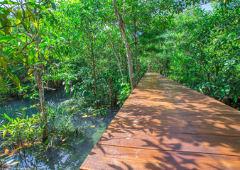 The background of the wooden bridge -Tha Pom Klong Song Nam, is a nature walk, an ecological study area to learn about the integrity of nature in terms of groundwater and vegetation. Water in a clear 