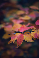 Vibrant gorgeous red, pink, and yellow withhazel leaves in Autumn early morning 