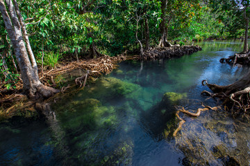Krabi -Tha Pom Klong Song Nam, is an ecological study area to learn about the integrity of nature both in terms of groundwater and vegetation.It can grow both in water and on the soil,clear greenwater