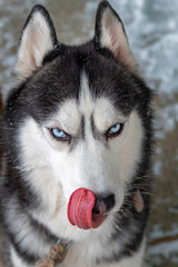 Portrait dog licking his nose with his tongue. Siberian husky with blue eyes licking his lips.
