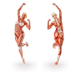 Muscles anatomy female figure workout training, isolated.  Healthcare, aerobics, gymnastics, yoga, fitness, dancing, diet, active lifestyle and sport concept. 3D illustration