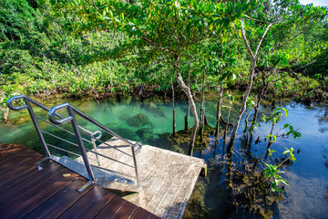 Fototapeta na wymiar Krabi -Tha Pom Klong Song Nam, is an ecological study area to learn about the integrity of nature both in terms of groundwater and vegetation.It can grow both in water and on the soil,clear greenwater