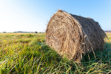 haystack roll in a field under the open blue sky