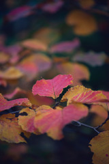 Fototapeta na wymiar Vibrant gorgeous red, pink, and purple withhazel leaves in Autumn early morning 
