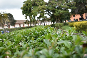 Verde Parque