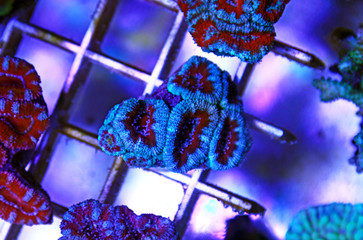 Obraz premium Acanthastrea lordhowensis LPS coral 