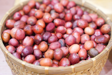 Coffee beans ripening, fresh coffee beans in wooden bucket.