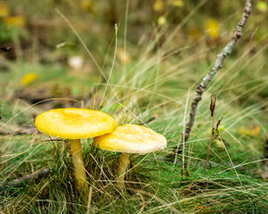 A pair mushrooms on the forest floor