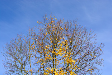 Obraz na płótnie Canvas herbstliche Bäume an einem sonnigen Herbsttag mit blauem Himmel